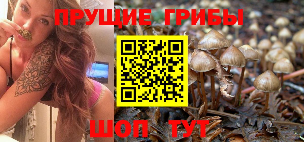 Галлюциногенные грибы Psilocybine cubensis Белгород